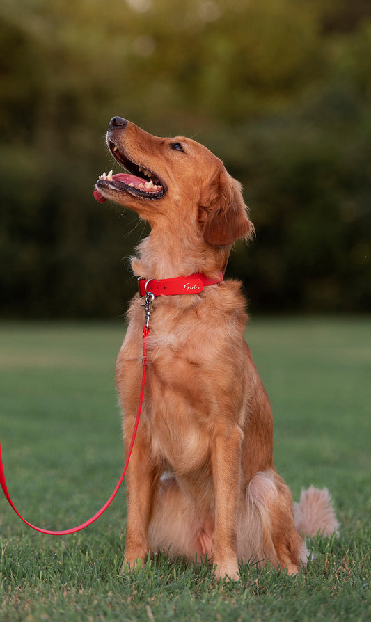 Cane felice con collare in biothane