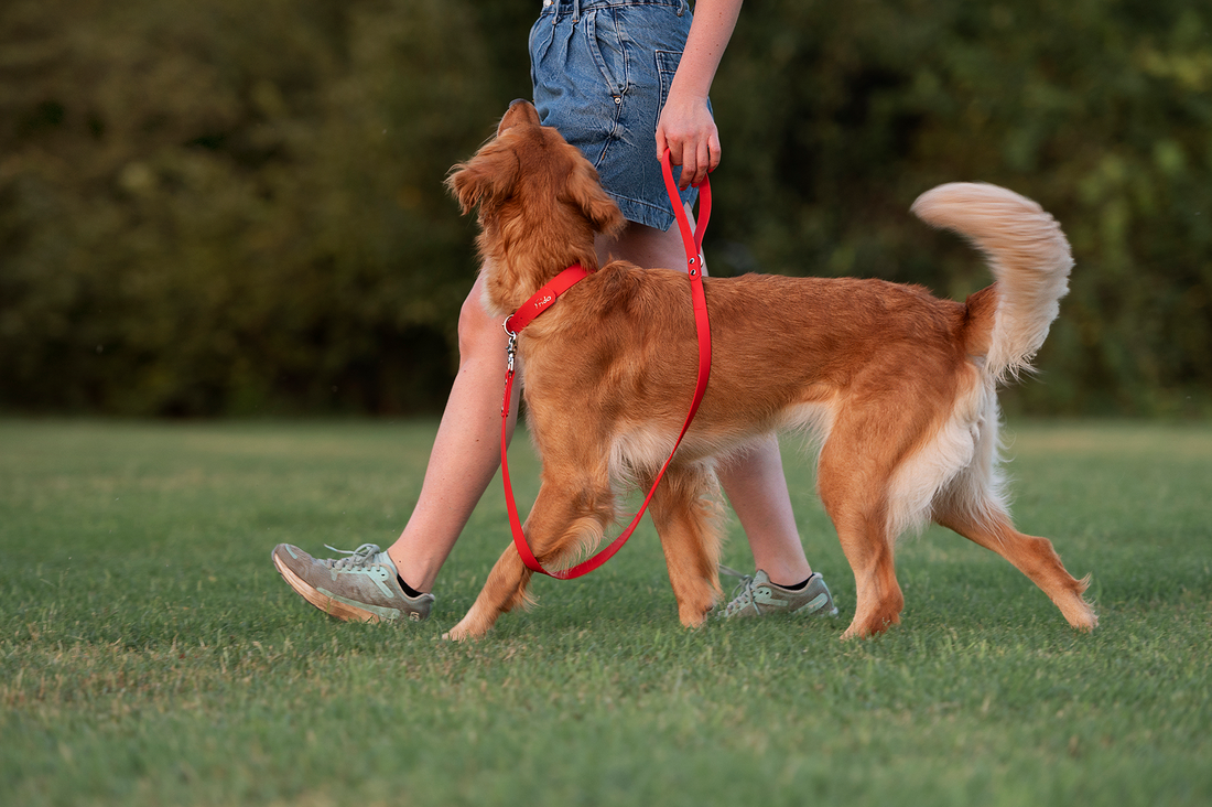 Il mio cane morde il guinzaglio: cosa fare?