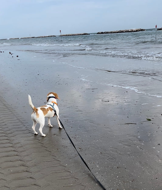 Collare o Pettorina per il Cane: Scegliamo l'Abbinamento Perfetto nel Rispetto del Benessere del Nostro Amico a Quattro Zampe!