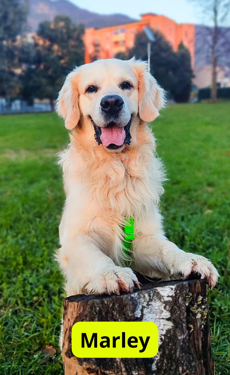 Golden Retriever Pettorina e Guinzaglio