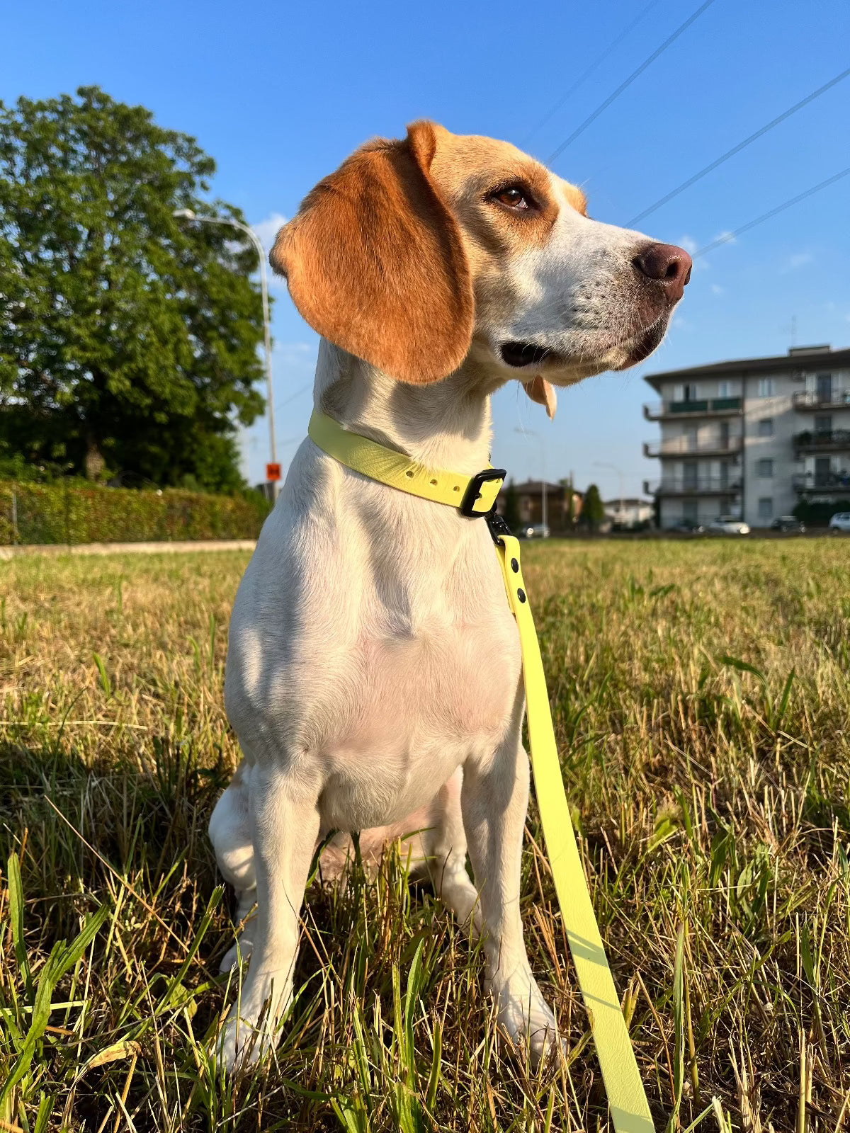 Collare per cani in Biothane® - Giallo pastello - Frido